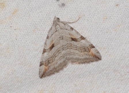Aplocera efformata  - Hazel West